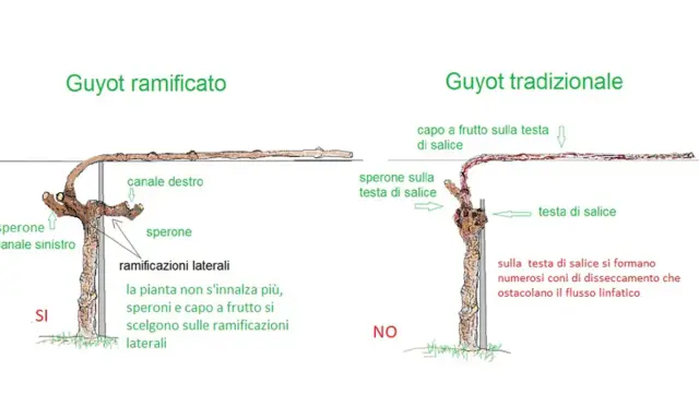 Confronto potatura vite: Guyot ramificato (SI) con speroni e ramificazioni laterali, vs Guyot tradizionale (NO) con testa di salice problematica.