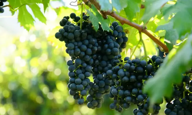 Grappoli scuri di uva pendono dai tralci, promettendo un'ottima allegagione vite. Foglie verdi e luce solare creano uno sfondo sfocato.