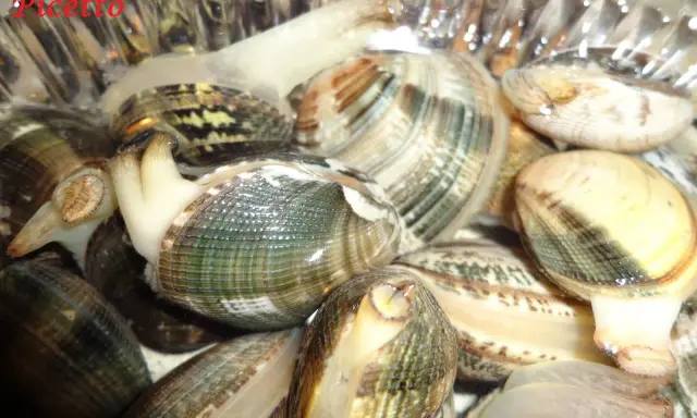 Vongole fresche pronte per essere spurgate. Scopri come spurgare le vongole per gustarle al meglio.