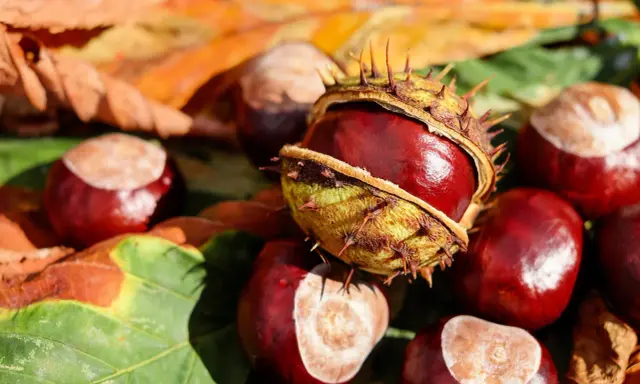 Castagne matte, lucide e spinose, giacciono tra foglie autunnali. Un tesoro della natura pronto per essere raccolto.