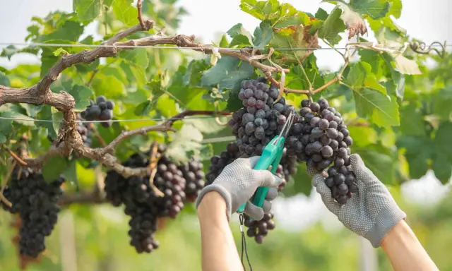 Mani guantate raccolgono grappoli d'uva matura, un momento di gioia per la vendemmia.