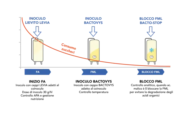 Diagramma illustra le fasi di fermentazione malolattica (FML) con inoculi di lievito e batteri, e il blocco FML.