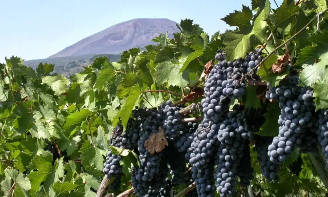 Grappoli maturi di uva nera, pronti per il Lacryma Christi bianco, con il Vesuvio sullo sfondo.