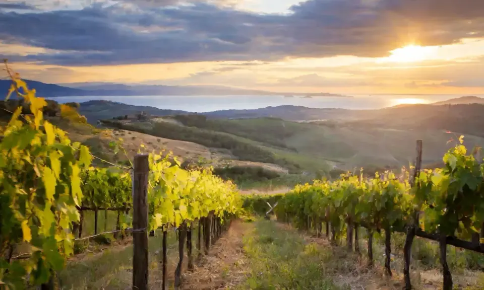 Vigneti al tramonto, con il sole che illumina le dolci colline toscane e il mare in lontananza. Qui cresce il pregiato sassicaia vitigno.