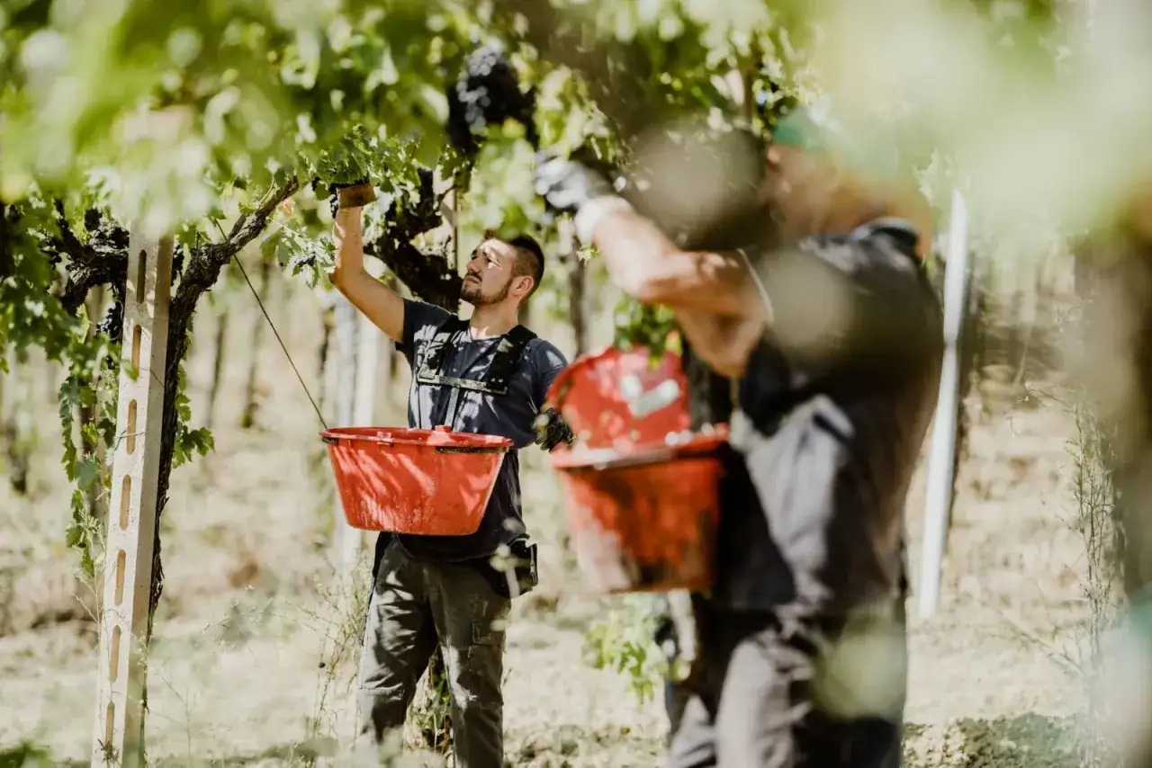 Uomini raccolgono uva matura in vigna, con ceste rosse pronte per la vendemmia.
