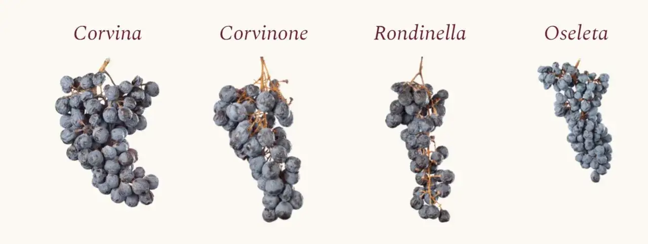 Grappoli di Corvina, Corvinone, Rondinella e Oseleta, vitigni fondamentali per l'Amarone, mostrano la loro essenza.