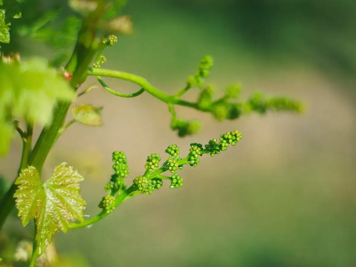 Giovani grappoli verdi promettono un futuro raccolto. L'allegagione della vite &egrave; un momento cruciale per la produzione di uva.