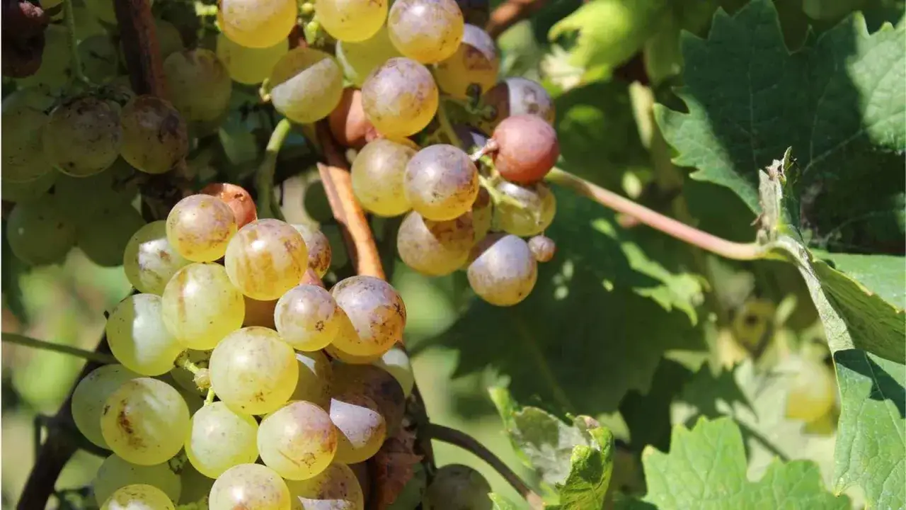 Grappoli di sauvignon gris maturi, con sfumature rosate e violacee, pendono da un tralcio tra le foglie verdi.
