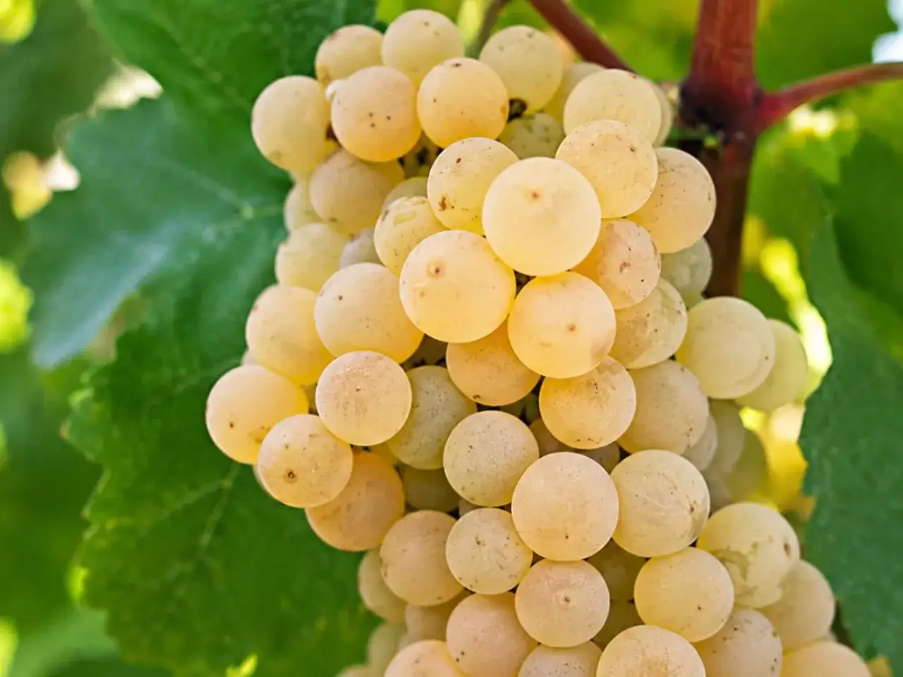 Grappolo di uva bianca, con acini tondi e dorati, che evidenziano le caratteristiche del vitigno Catarratto.