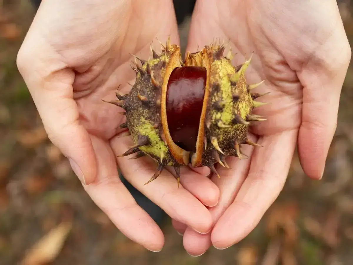 Mani che tengono un riccio aperto con una castagna matta lucida all'interno.