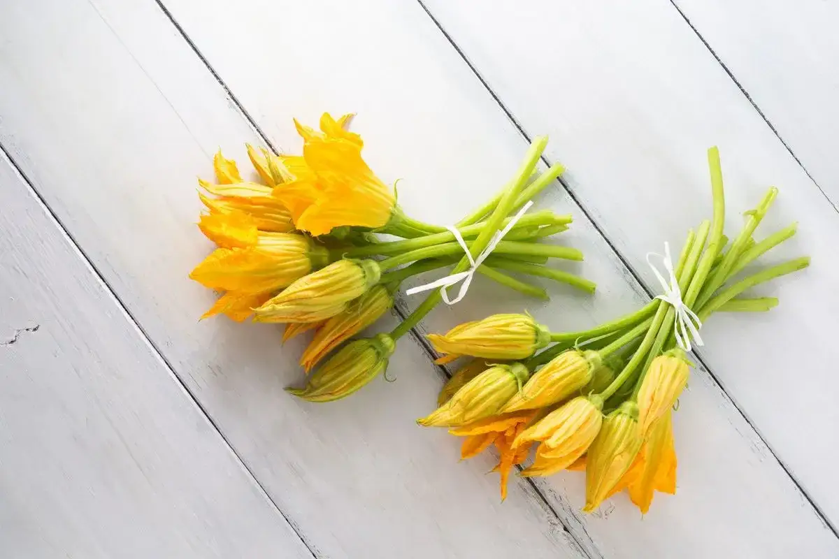Due mazzi di fiori di zucca freschi, gialli e verdi, legati con spago bianco su un tavolo di legno. Perfetti per imparare come conservare i fiori di zucca.