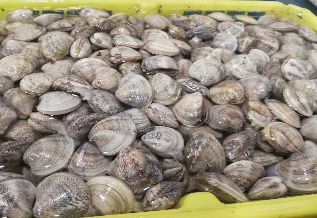 Un cesto pieno di vongole fresche, pronte per essere cucinate. Ecco come spurgare le vongole per gustarle al meglio.
