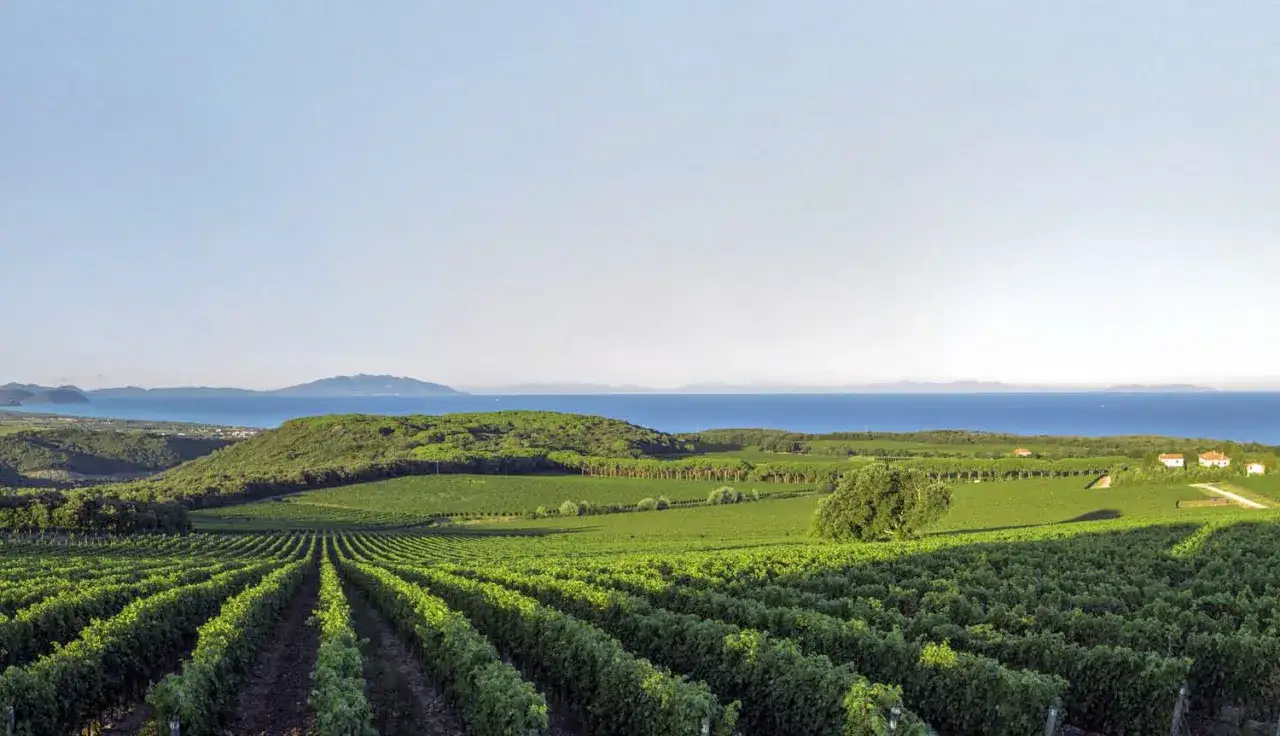 Vineyard landscape with rows of grapevines leading to the sea under a clear blue sky.