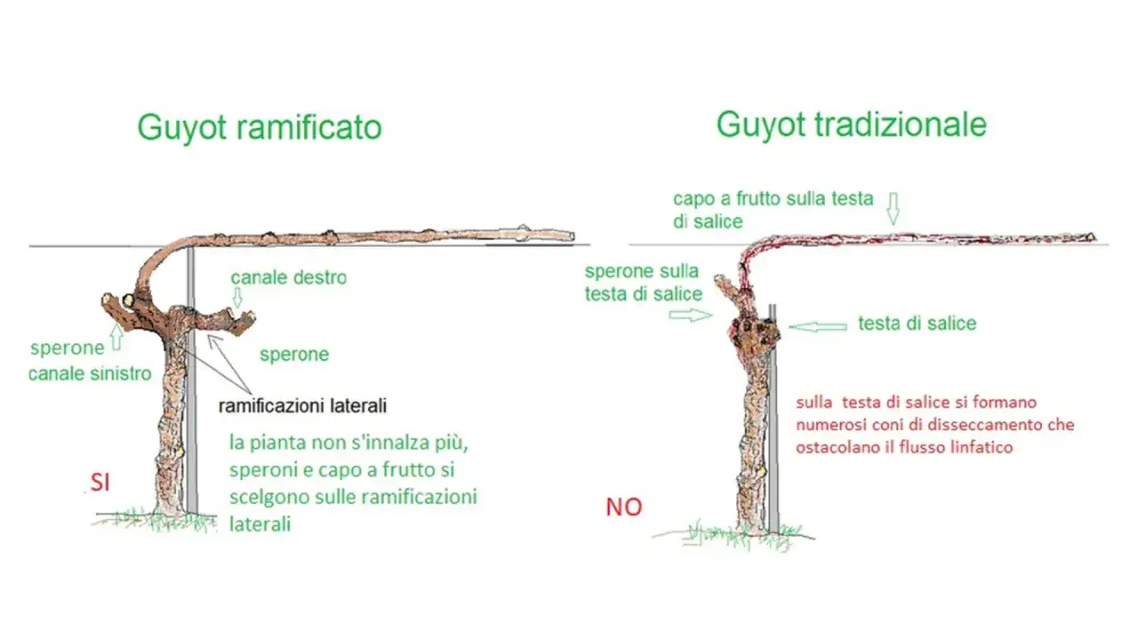 Confronto potatura vite: Guyot ramificato (SI) con speroni e ramificazioni laterali, vs Guyot tradizionale (NO) con testa di salice problematica.