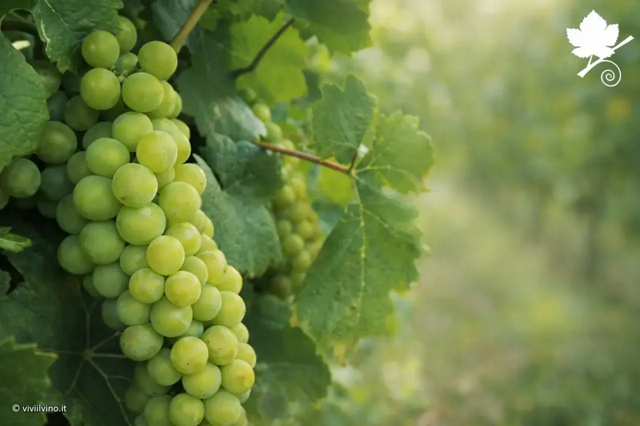 Grappoli di uva bianca, pronti per diventare un ottimo vino sauvignon blanc vitigno.